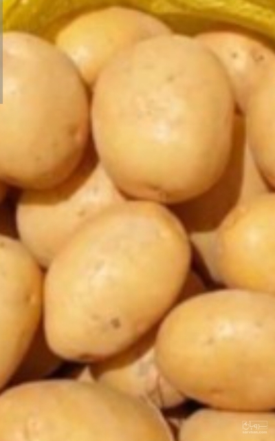 فروش سیب زمینی