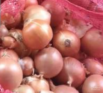 فروش پیاز