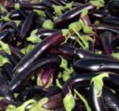 فروش بادمجان