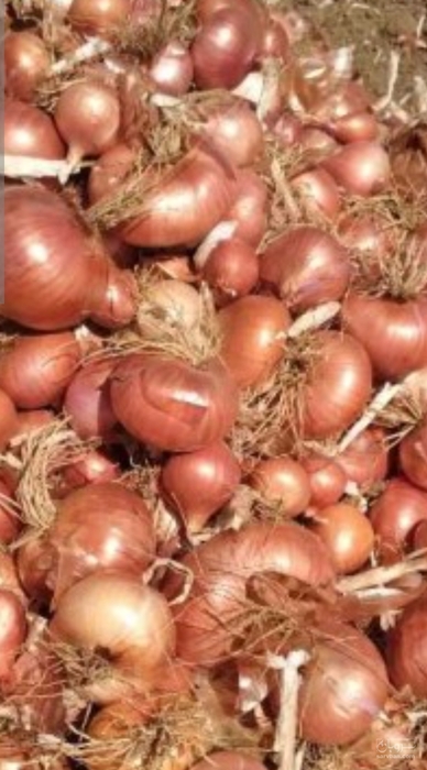 فروش پیاز