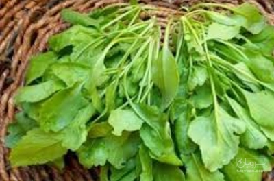 فروش شاهی - تره تیزک