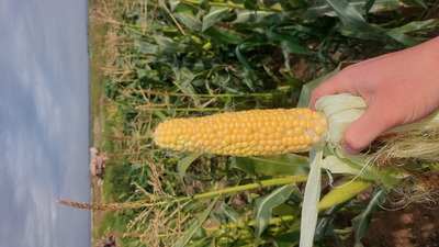 فروش ذرت مکزیکی