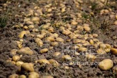 فروش سیب زمینی سانتا