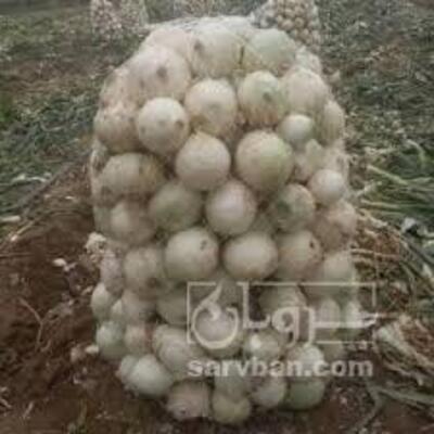 فروش پیازسفید
