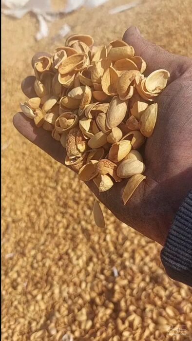 فروش پوست پسته (گیاه‌ دارویی)