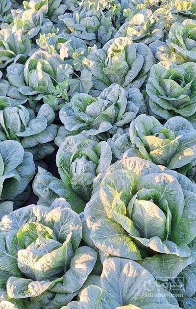 فروش کاهو ایرانی - رومانو