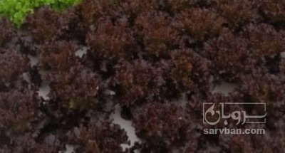 فروش کاهو فرانسوی قرمز