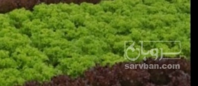 فروش کاهو فرانسوی سبز