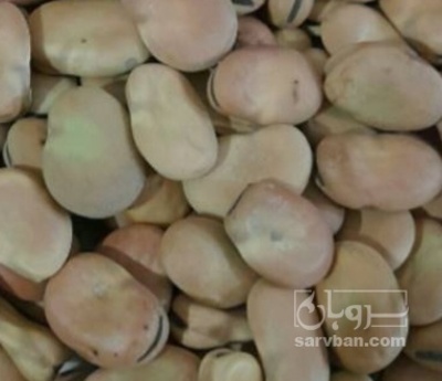 فروش باقلا تازه - باقالی - باقالا