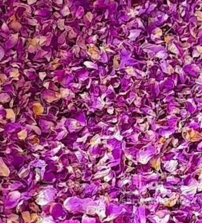 فروش گل محمدی (گیاه‌ دارویی)