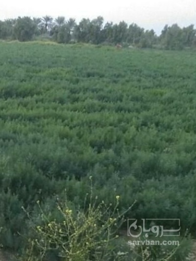 فروش شوید تازه هکتاری