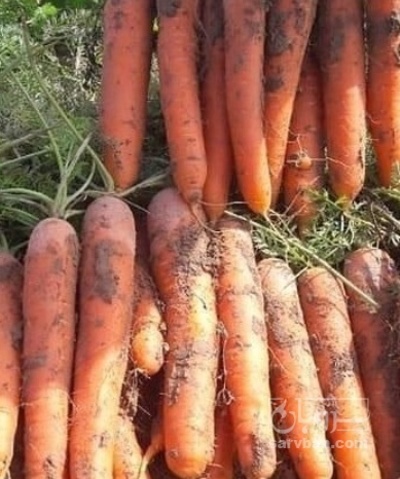 فروش هویج هکتاری