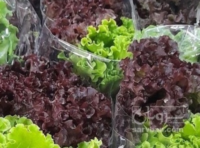 فروش کاهو فرانسوی