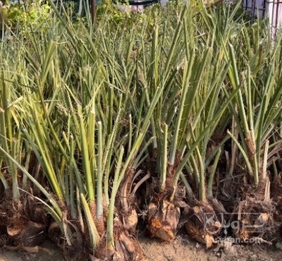 فروش نهال خرمابرحی