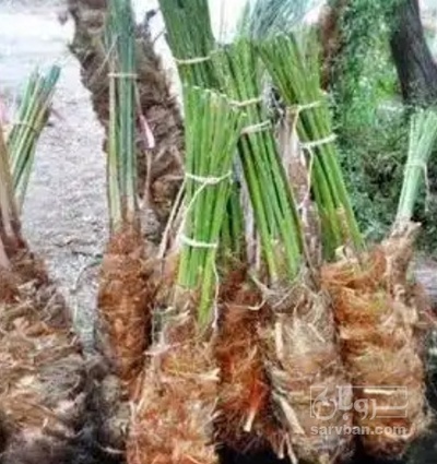 فروش نهال خرما زاهدی