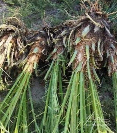 فروش نهال خرما پیارم