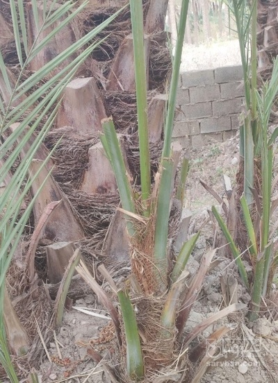 فروش نهال خرما کبکاب