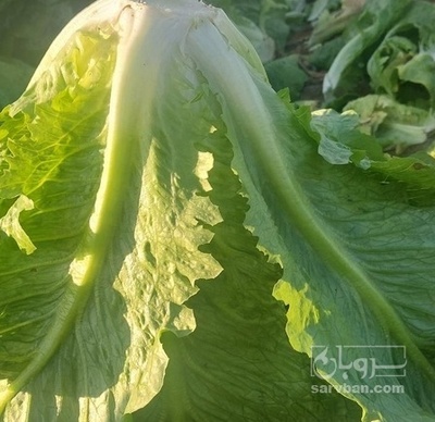 فروش کاهو ایرانی - رومانو