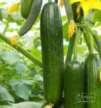 فروش خیار گلخانه ایی