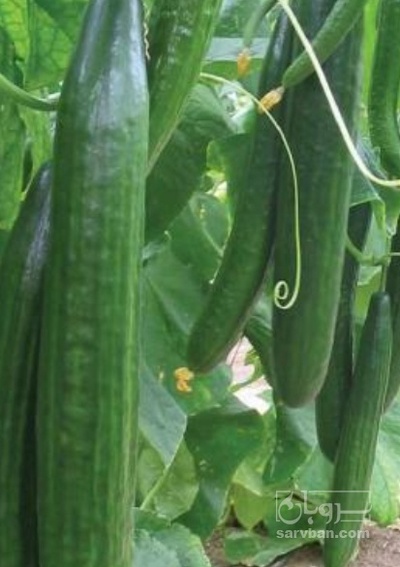فروش خیار گلخانه ایی