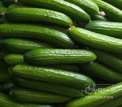 فروش خیار گلخانه ایی