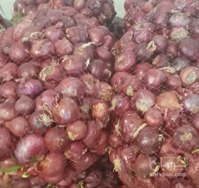 فروش پیاز