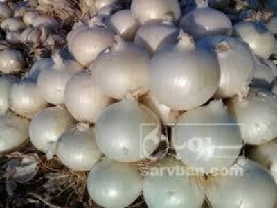 فروش پیاز سفید
