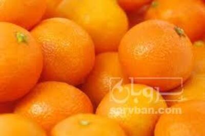 فروش پرتقال