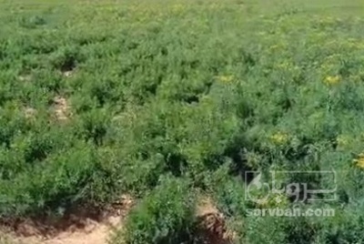 فروش شوید تازه هکتاری