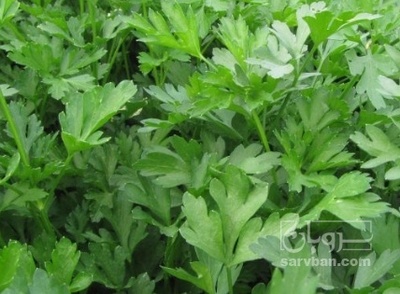 فروش جعفری تازه هکتاری