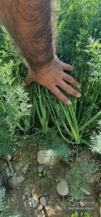 فروش شوید تازه هکتاری