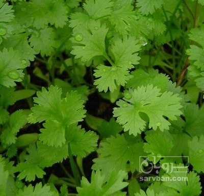 فروش گشنیز هکتاری