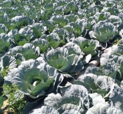 فروش کلم برگی دامی