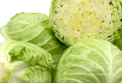 فروش کلم برگی سفید