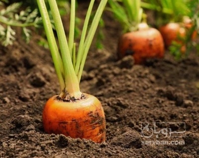 فروش هویج مربایی