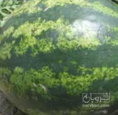 فروش هندوانه یونیژن