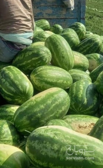 فروش هندوانهb32