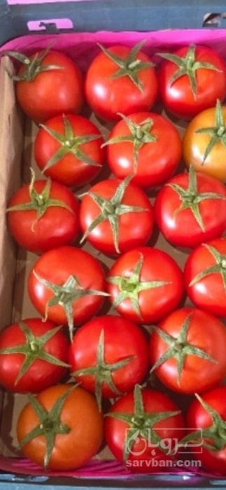 فروش گوجه فرنگی4129