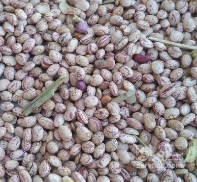 فروش لوبیا چیتی