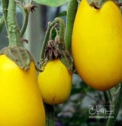 فروش بادمجان زرد