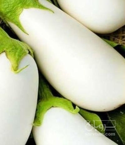 فروش بادمجان سفید