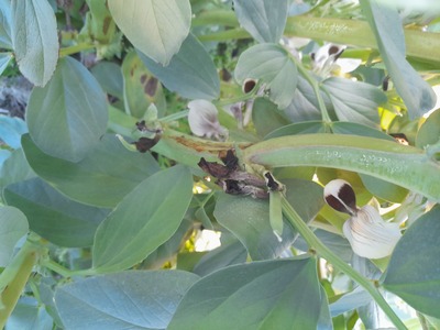 فروش باقلا تازه - باقالی - باقالا