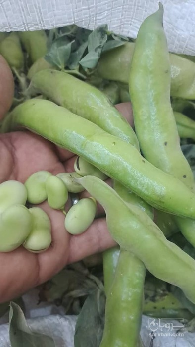 فروش باقلا تازه - باقالی - باقالا