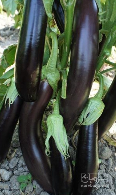 فروش بادمجان قلم