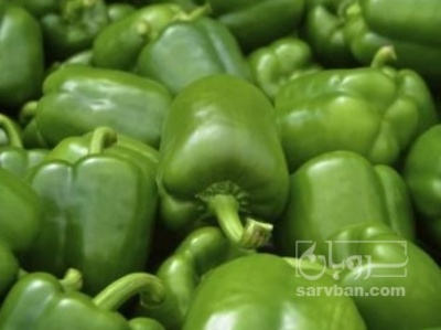 فروش فلفل دلمه ای سبز