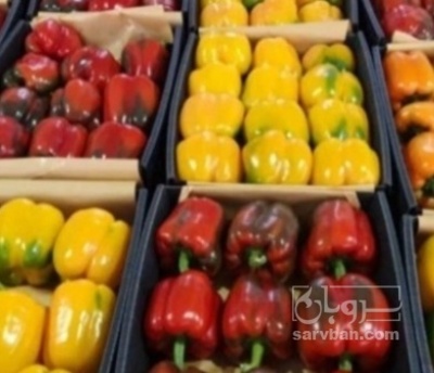 فروش فلفل دلمه ای رنگی