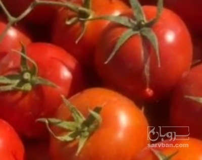 فروش گوجه فرنگی دافنیس صادراتی