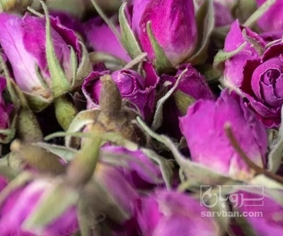 فروش گل محمدی (گیاه‌ دارویی)