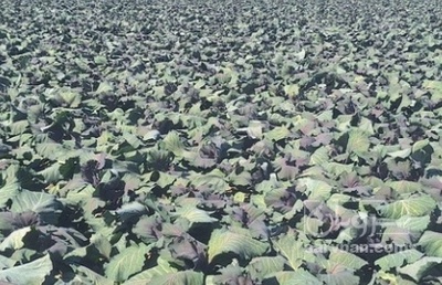 فروش کلم برگی بنفش هکتاری