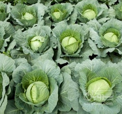 فروش کلم برگی سفید